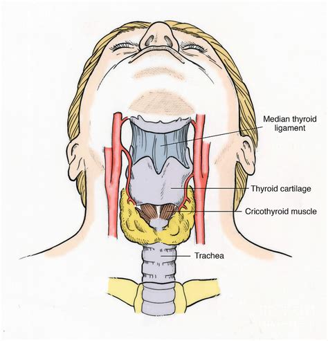 anatomy of deep throat|How the Body Works : The Throat .